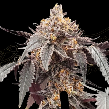 GUAVA X GELATO 41 AUTO Autoflowering cannabis flower bud by Greenhouse Seed Co