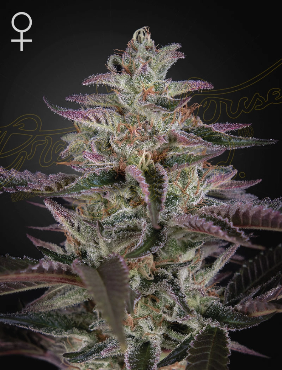 BANANA KRUMBLE – Greenhouse Seed Co – Feminizowane