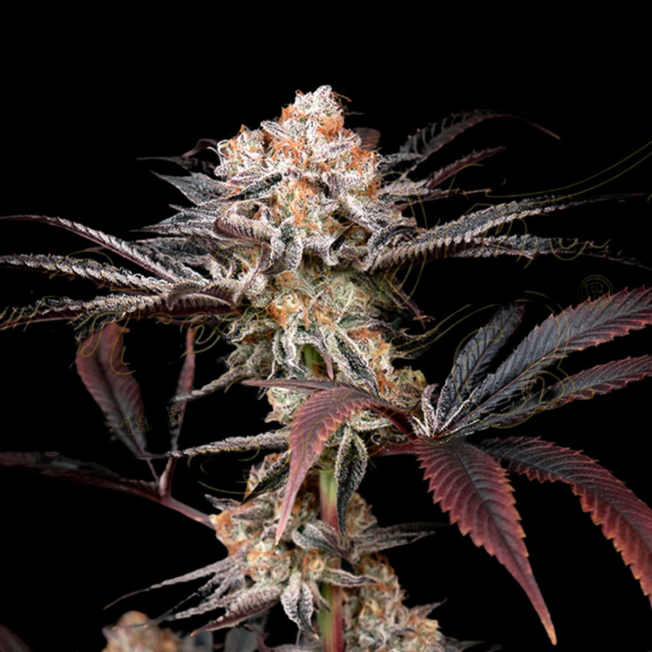 WONDER PIE – Greenhouse Seed Co – Feminizowane