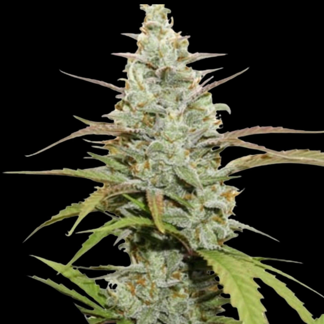 Mokum’s Tulip – Dutch Passion – Feminizowane
