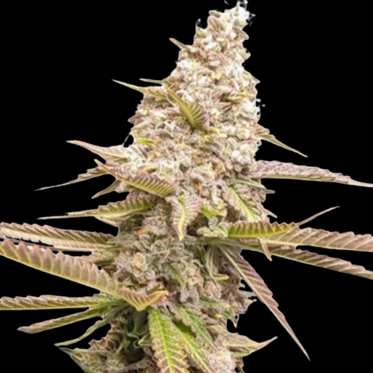 Strawberry Cookies – Dutch Passion – Feminizowane