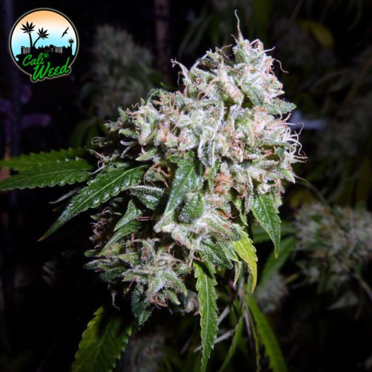California Headband – Cali Weed – Feminizowane