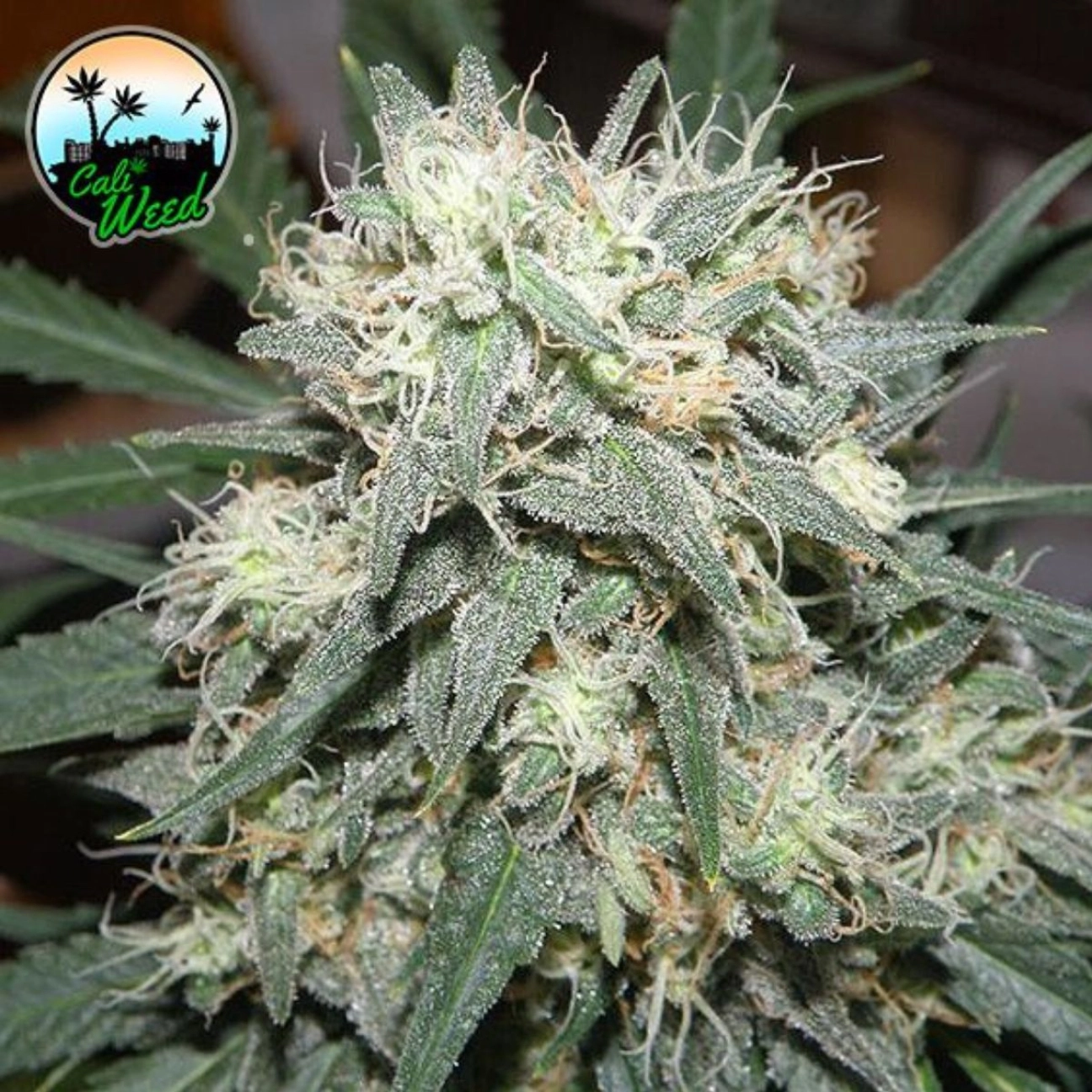 Cali Killer – Cali Weed – Feminizowane