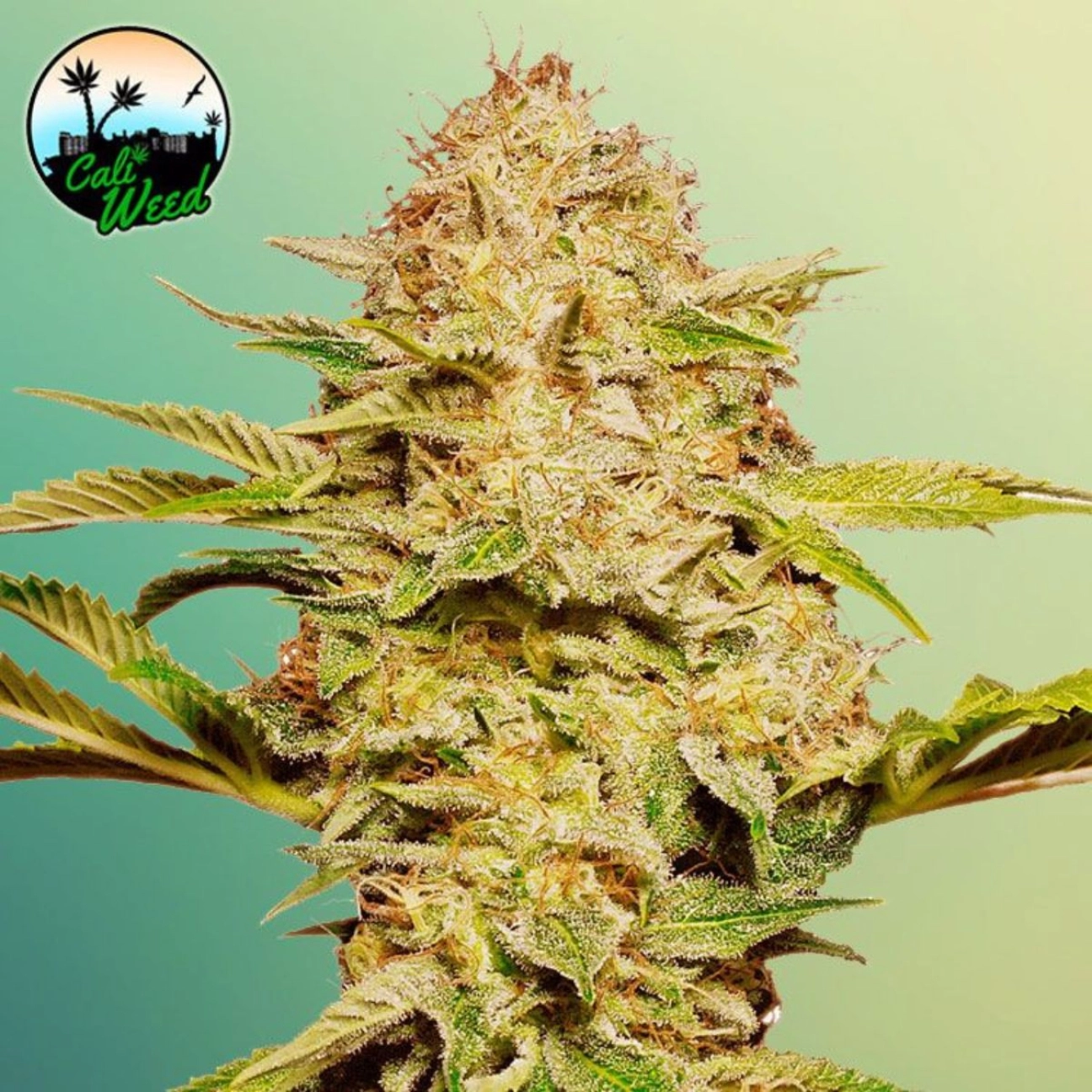 Cali Glue Auto – Cali Weed – Autoflowering