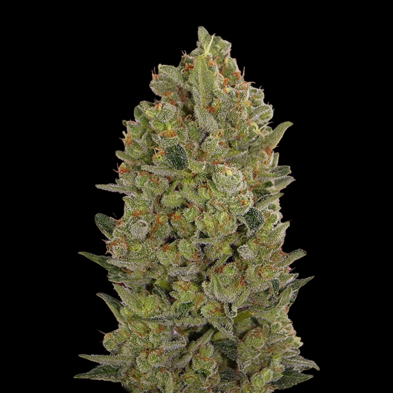 00 Cheese – 00 Seeds – Feminizowane