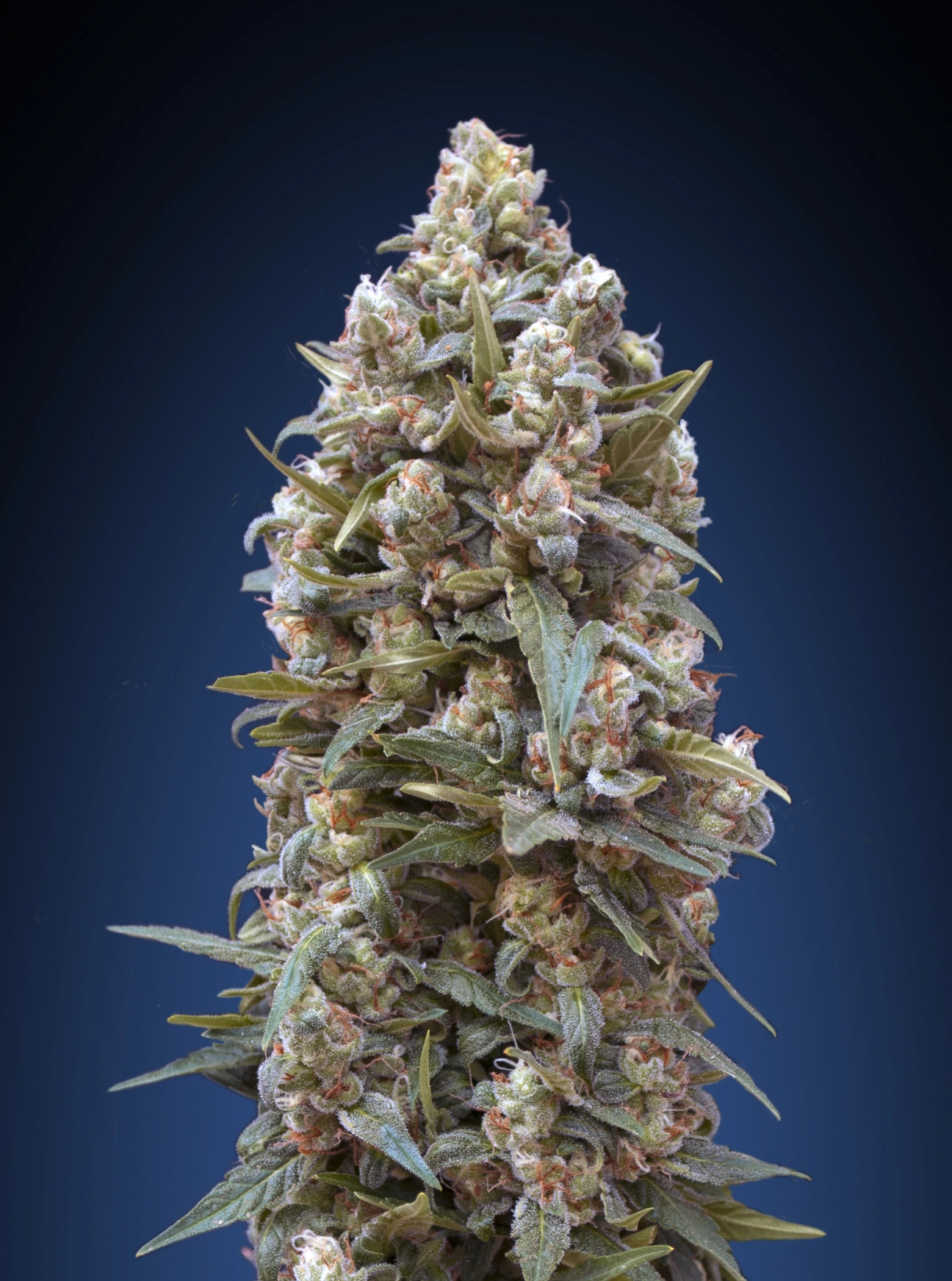 00 Kush – 00 Seeds – Feminizowane
