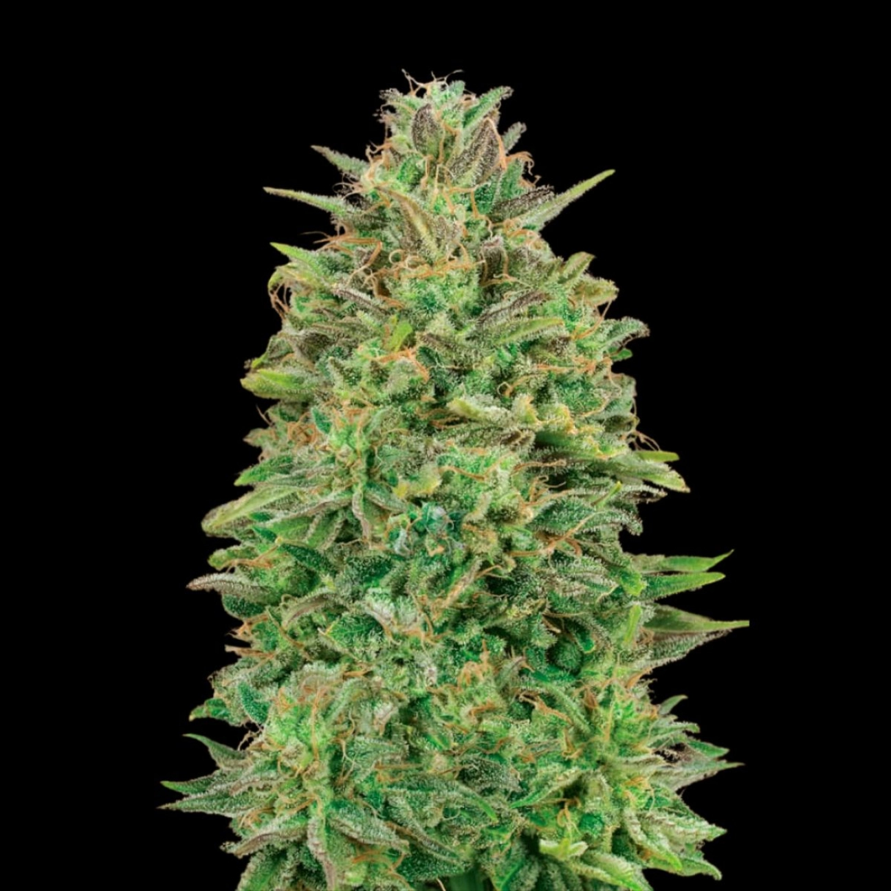 00 Skunk – 00 Seeds – Feminizowane