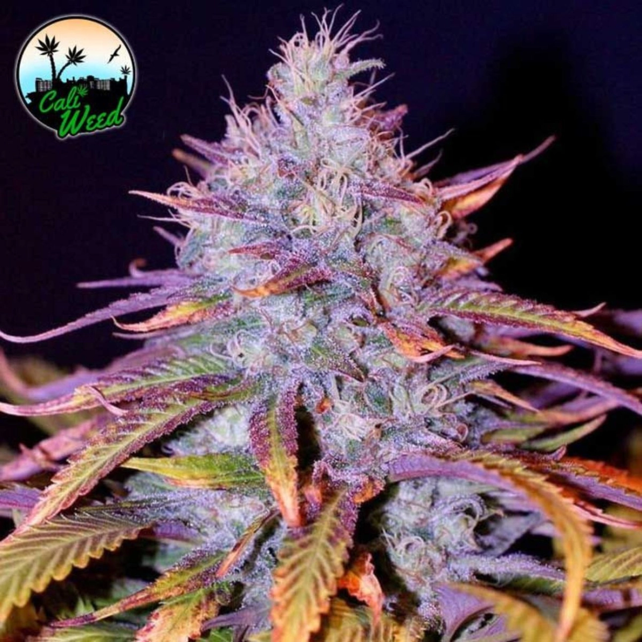 Blue Dream – Cali Weed – Feminizowane