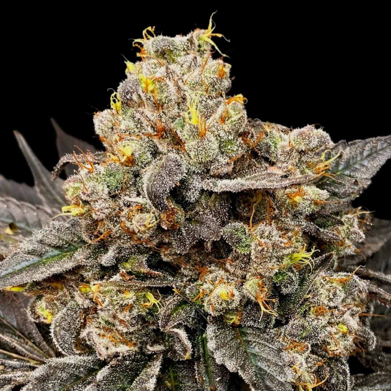 Biscotti Zkittlez – 00 Seeds – Feminizowane
