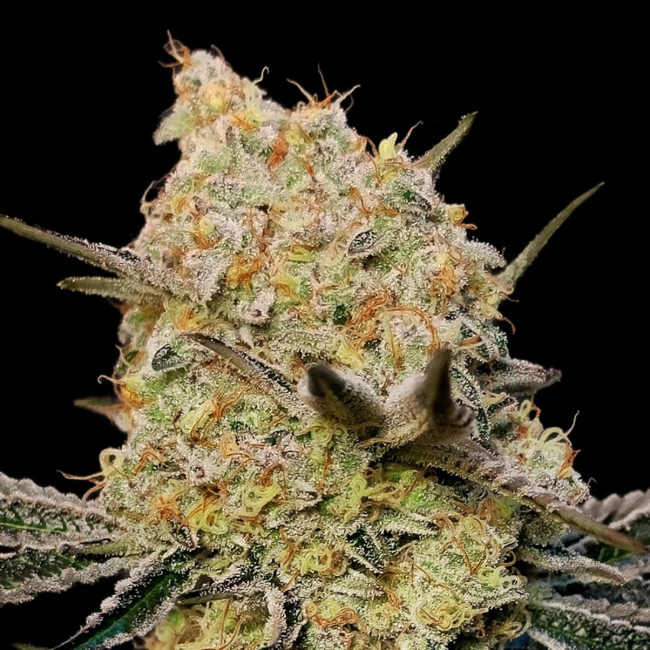 Gelato Mint – 00 Seeds – Feminizowane