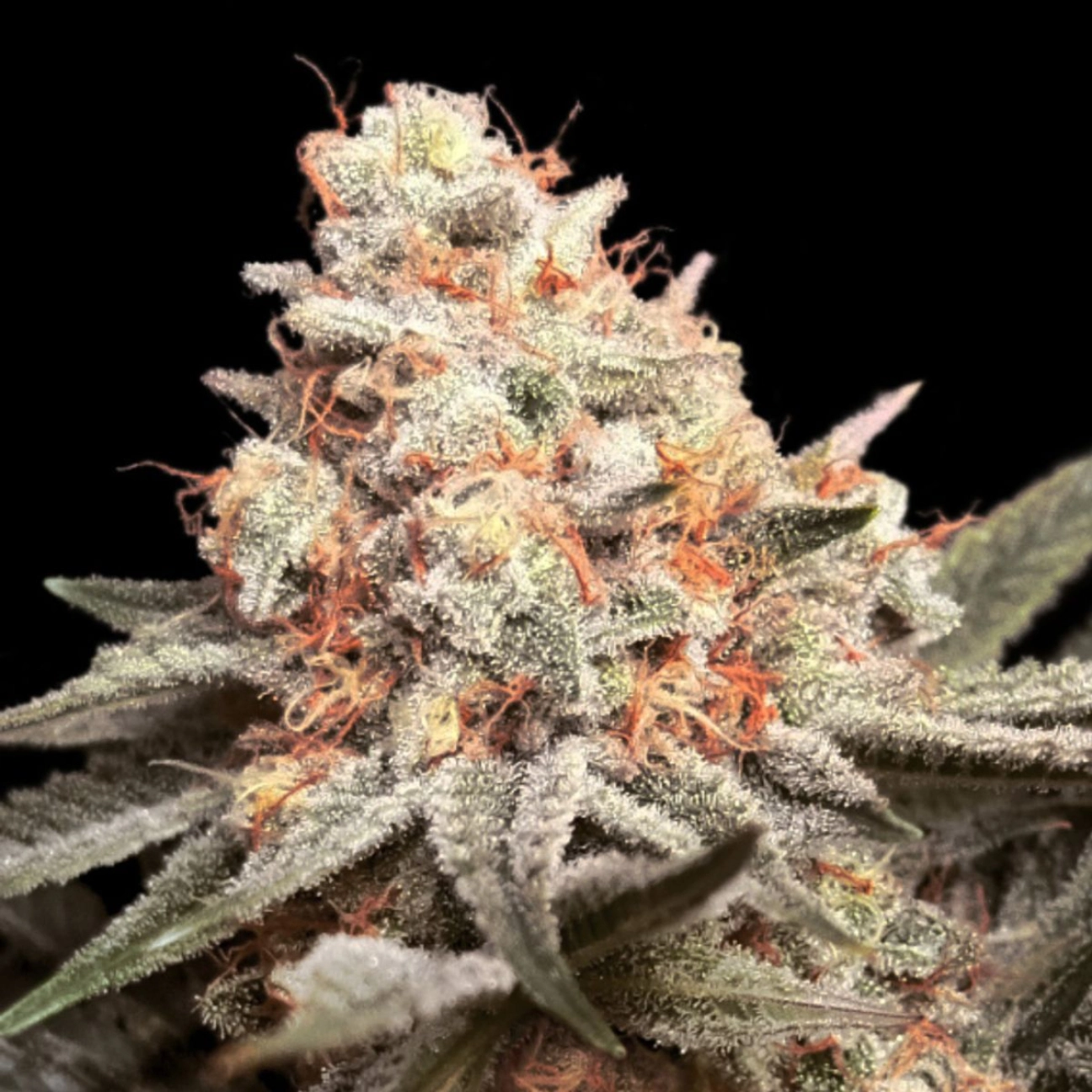 Rainbow Mints – 00 Seeds – Feminizowane