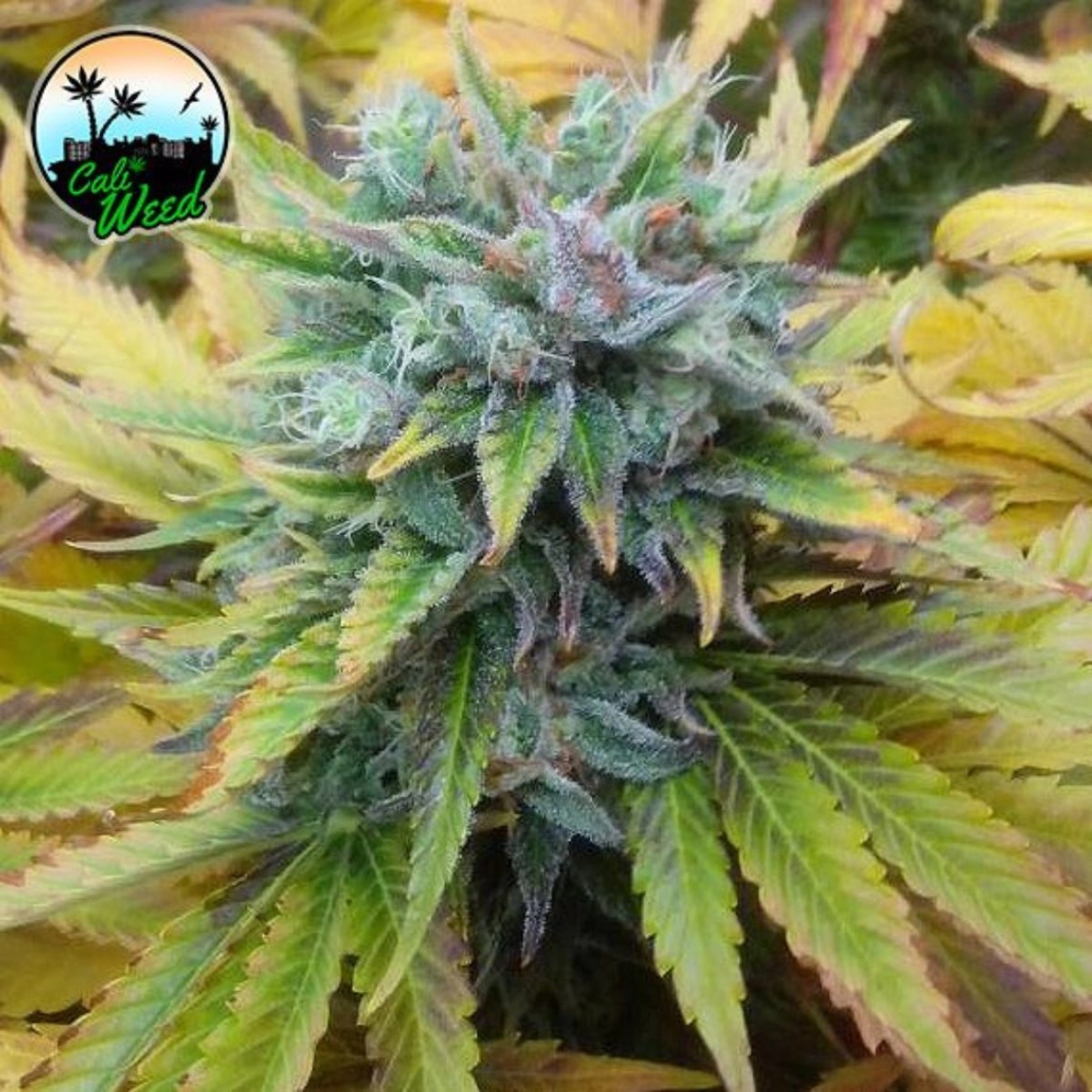 Cali Dream – Cali Weed – Feminizowane