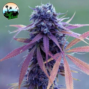 Blue Dream Auto Autoflowering cannabis flower bud by Cali Weed