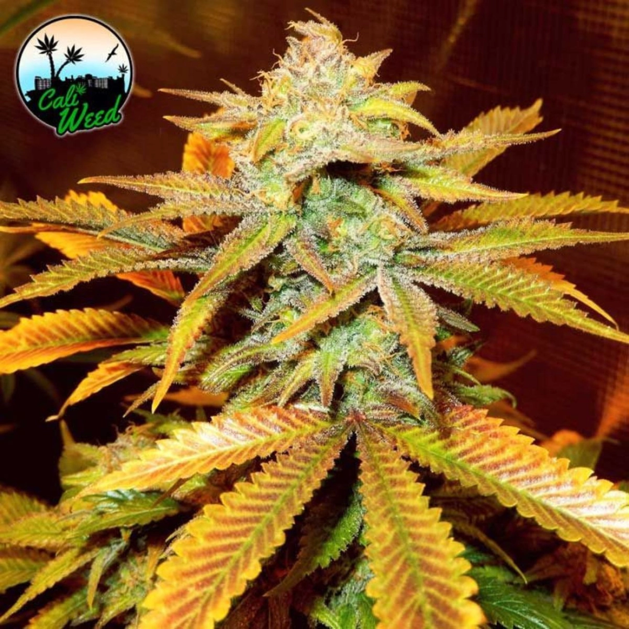 Cali Glue – Cali Weed – Feminizowane