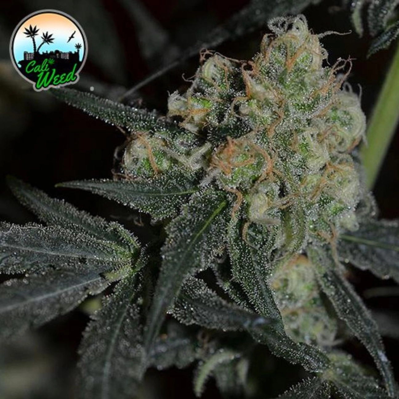 Biscotti Peach – Cali Weed – Feminizowane