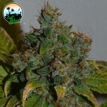Auto Strawberry Gelato Autoflowering cannabis flower bud by Cali Weed