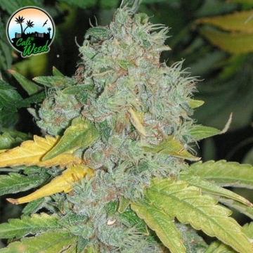 Auto Raspberry Zkittlez Autoflowering cannabis flower bud by Cali Weed