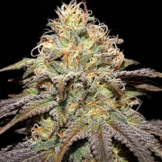 Super Boof – Cream of the Crop – Feminizowane
