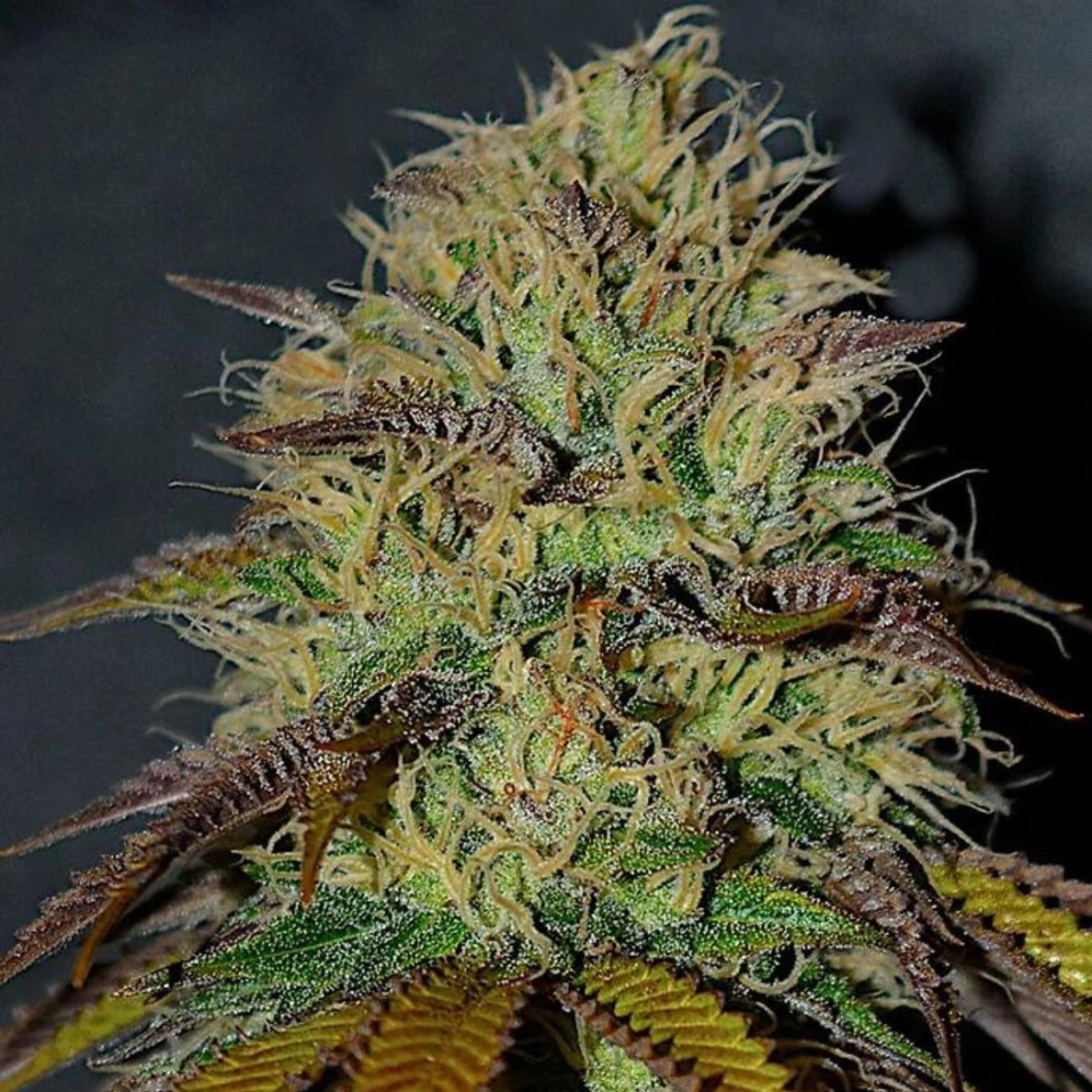 RS11 – Cream of the Crop – Feminizowane