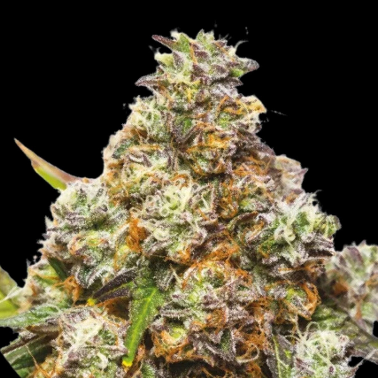 GIRL SCOUT GELATO – Yieldmonger Seeds – Feminizowane