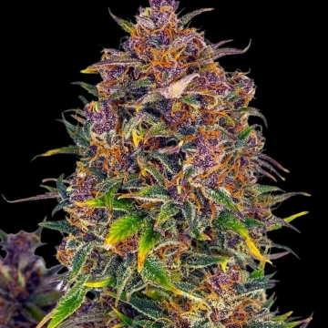Jealousy Auto Autoflowering cannabis flower bud by Cream of the Crop