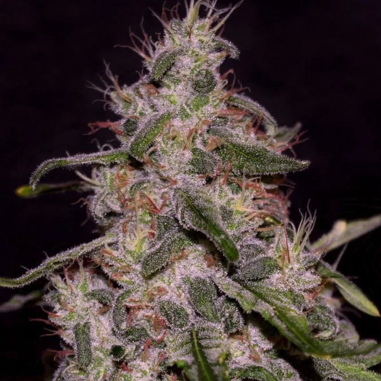 Frosted Guava – Cream of the Crop – Feminizowane