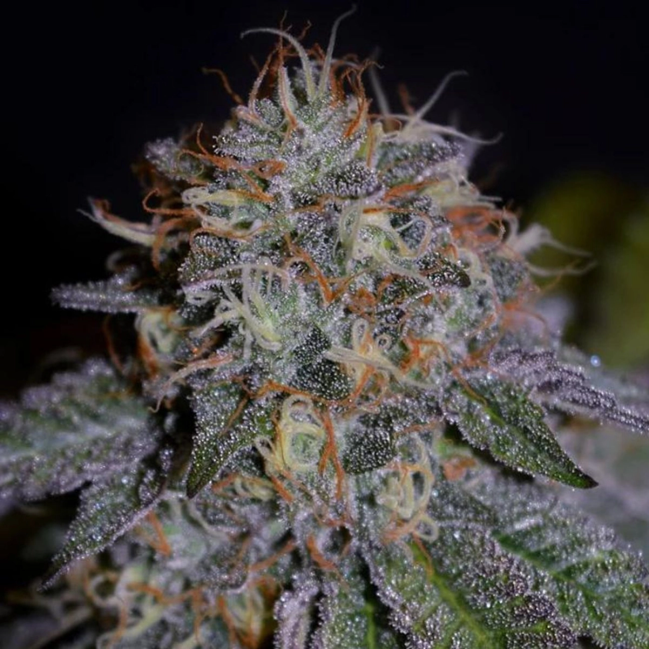 Bisccotti – Cream of the Crop – Feminizowane
