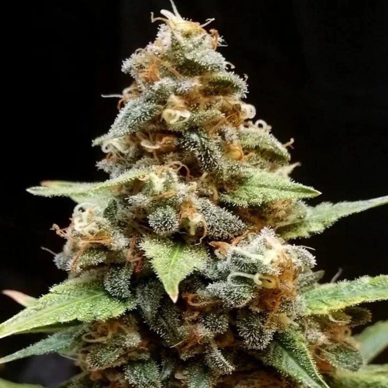 Gorilla Lemon Fire – Cream of the Crop – Feminizowane