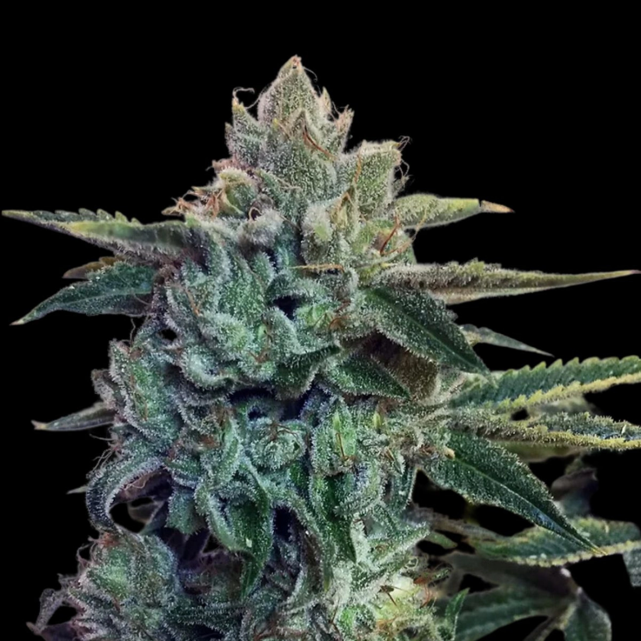 Sticky Zkittlez Glue – Cream of the Crop – Feminizowane