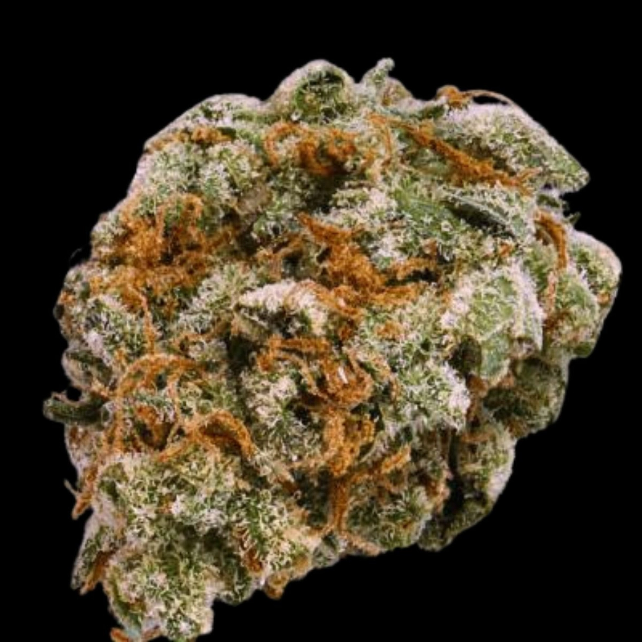 Mint Trufflez – Terp Farmz Seeds – Feminizowane