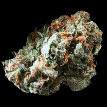 Brain Trauma Auto Autoflowering cannabis flower bud by Terp Farmz Seeds