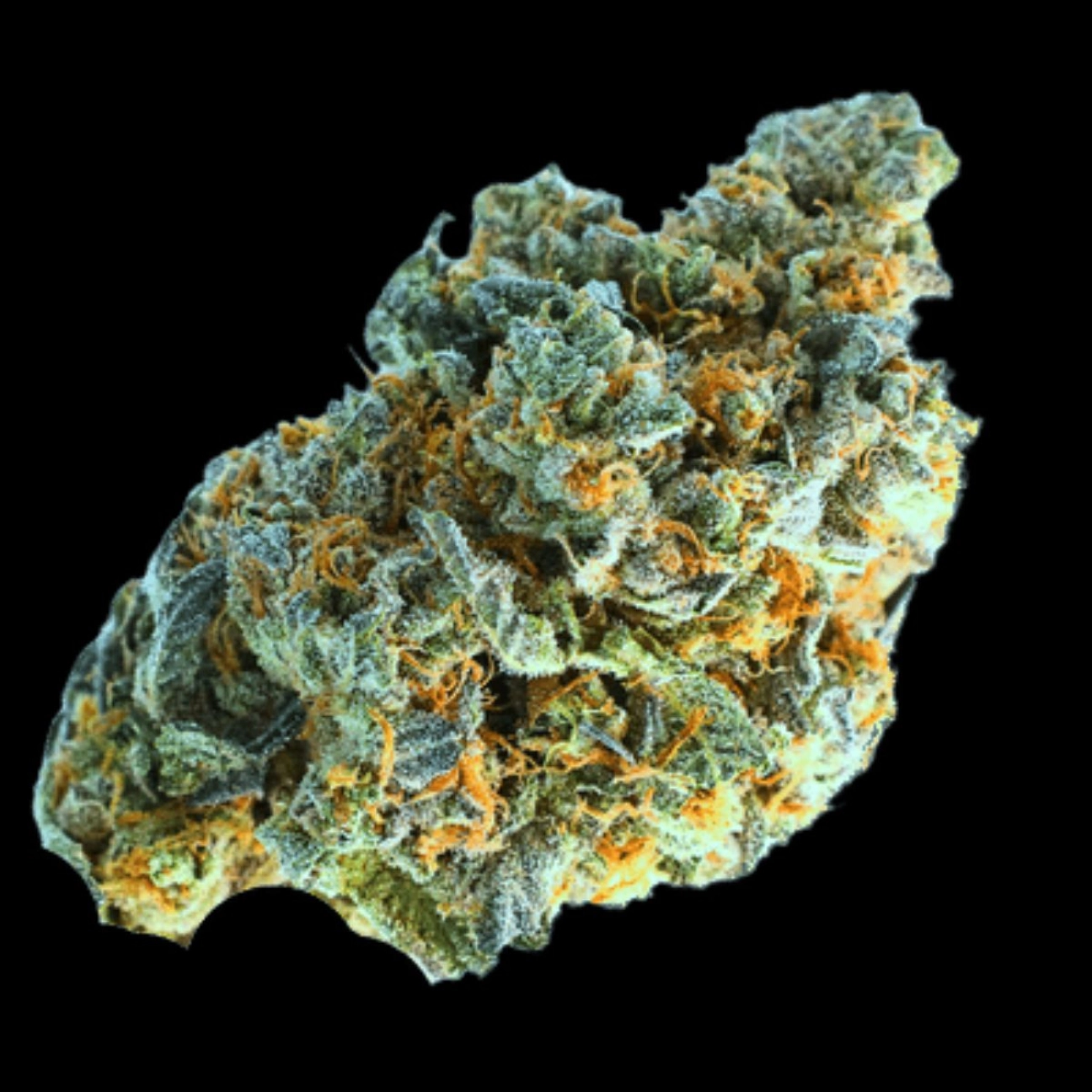 Minted Oreoz – Terp Farmz Seeds – Feminizowane