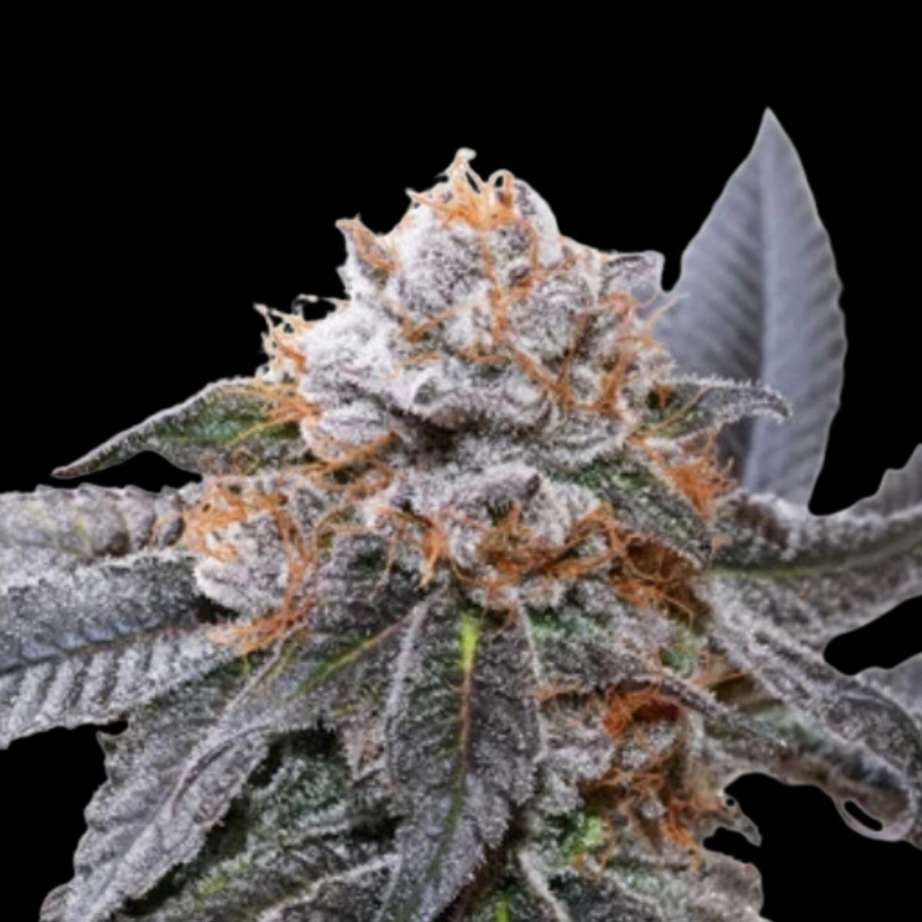 Blue Zushi – Dutch Passion – Feminizowane