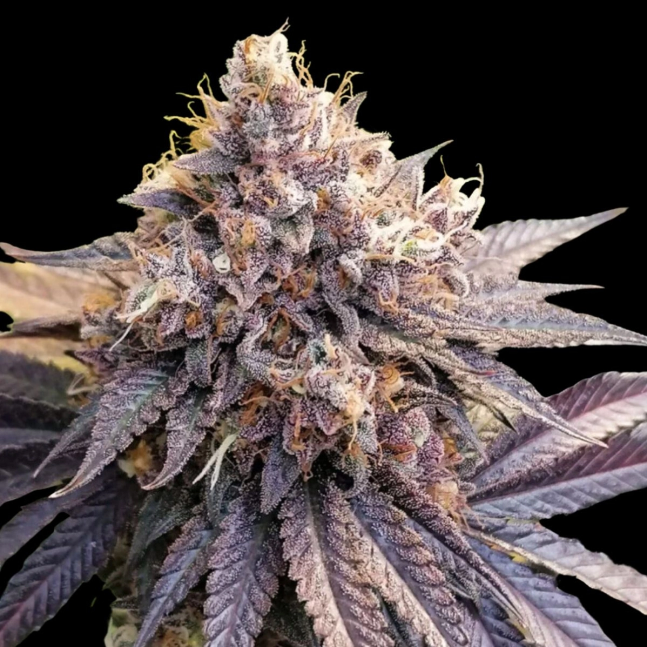 GMO Fast – Dutch Passion – Feminizowane