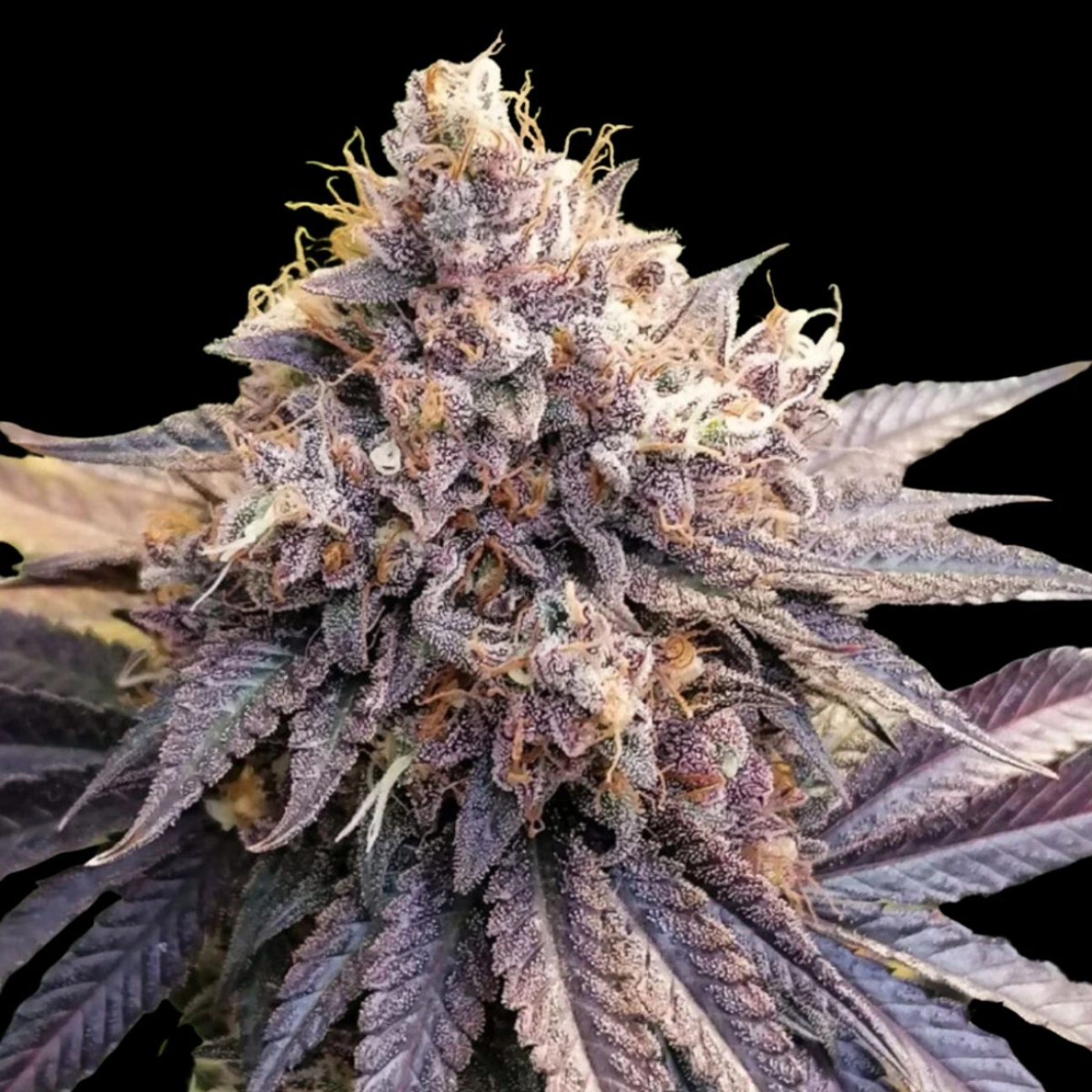 Lemon Z – Dutch Passion – Feminizowane