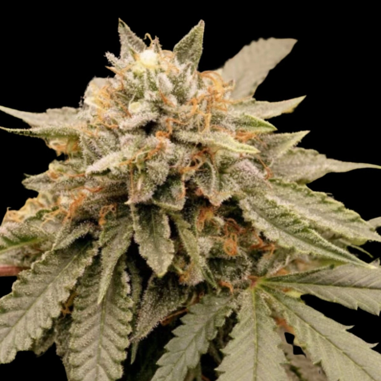 Sour Tropicana Sherbet – Dutch Passion – Feminizowane