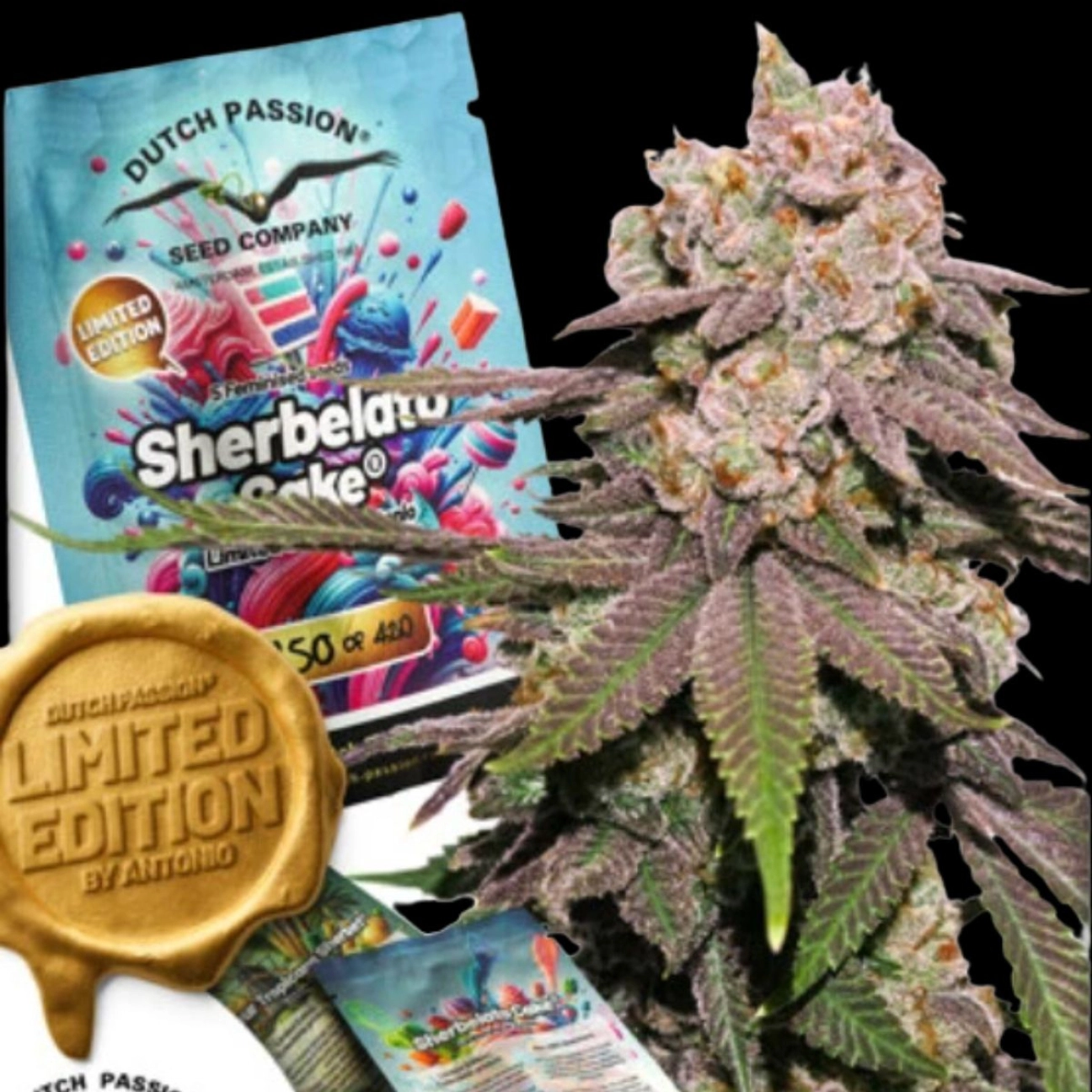 Sherbelato Cake – Dutch Passion – Feminizowane