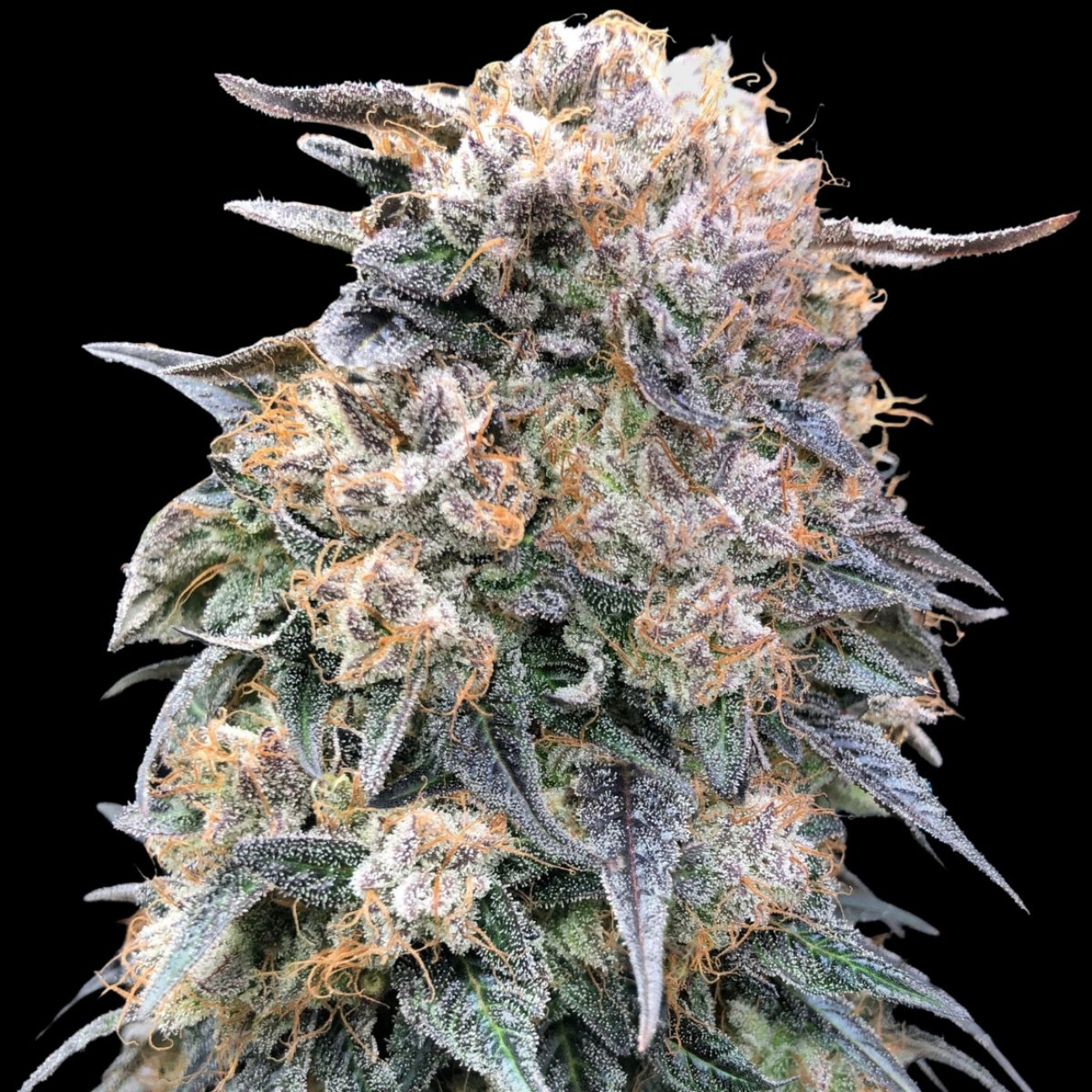 00 Kush Fast – 00 Seeds – Feminizowane