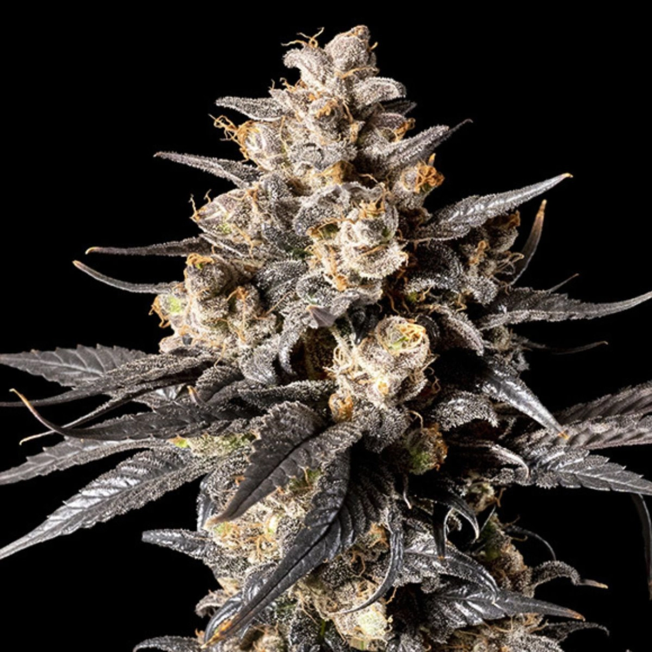 Apple Bananas 00 – 00 Seeds – Feminizowane