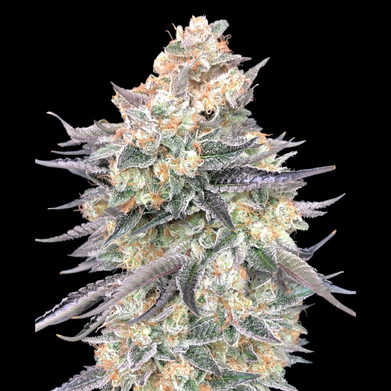 Blue Dream – 00 Seeds – Feminizowane