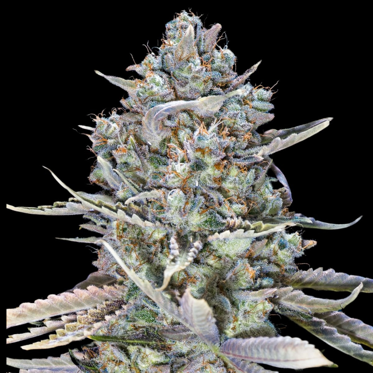 Blue Dream Fast – 00 Seeds – Feminizowane