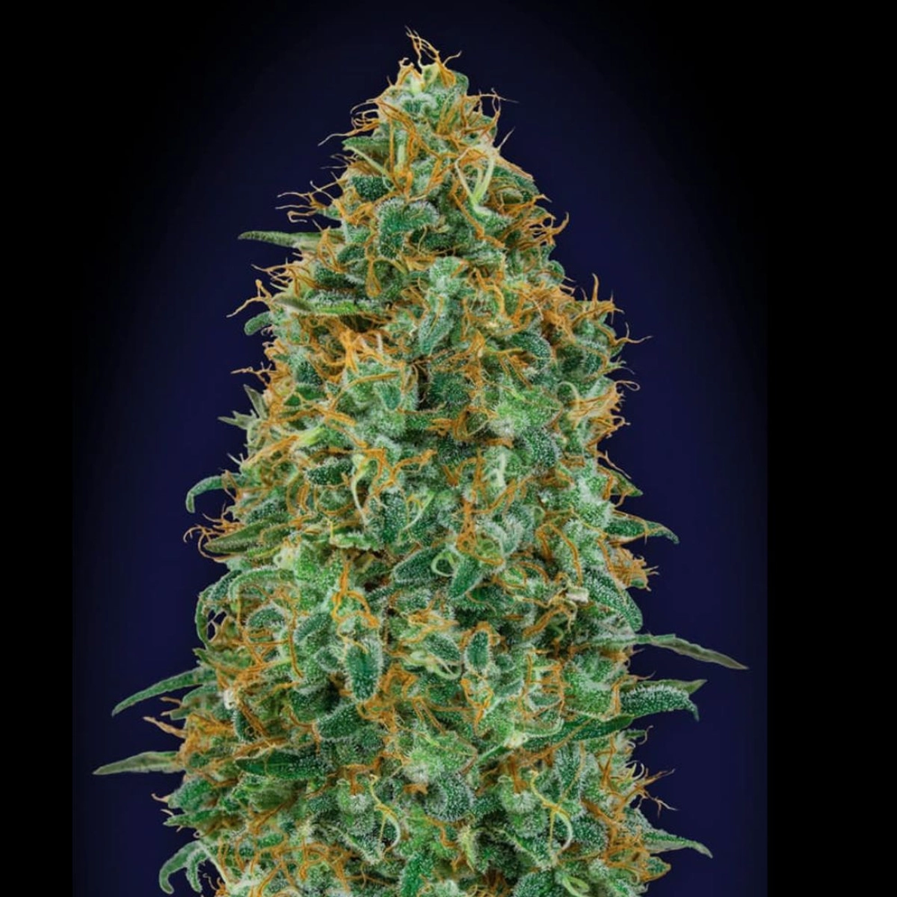 Blueberry – 00 Seeds – Feminizowane