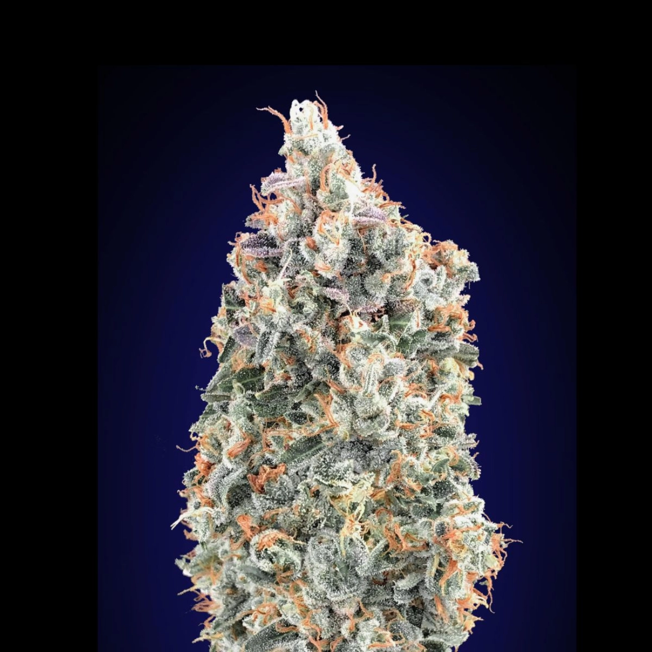 Blueberry Fast – 00 Seeds – Feminizowane