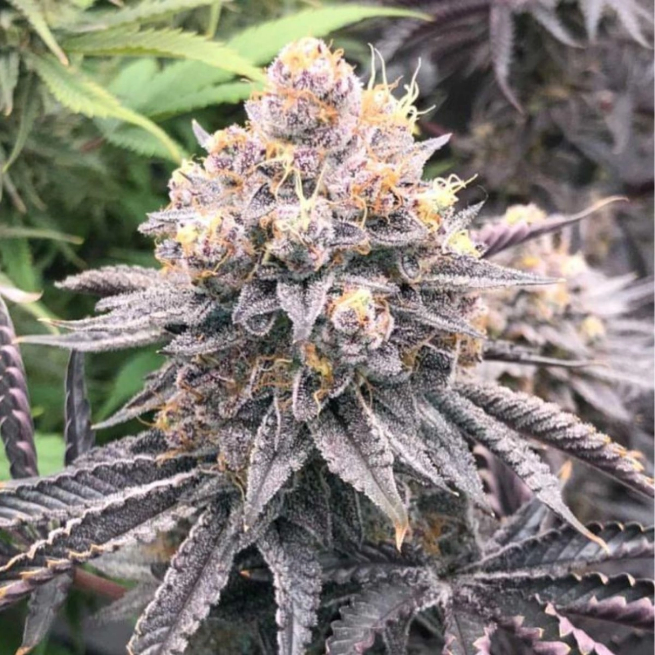 Permanent White Marker – Advanced Genetics Seeds – Feminizowane