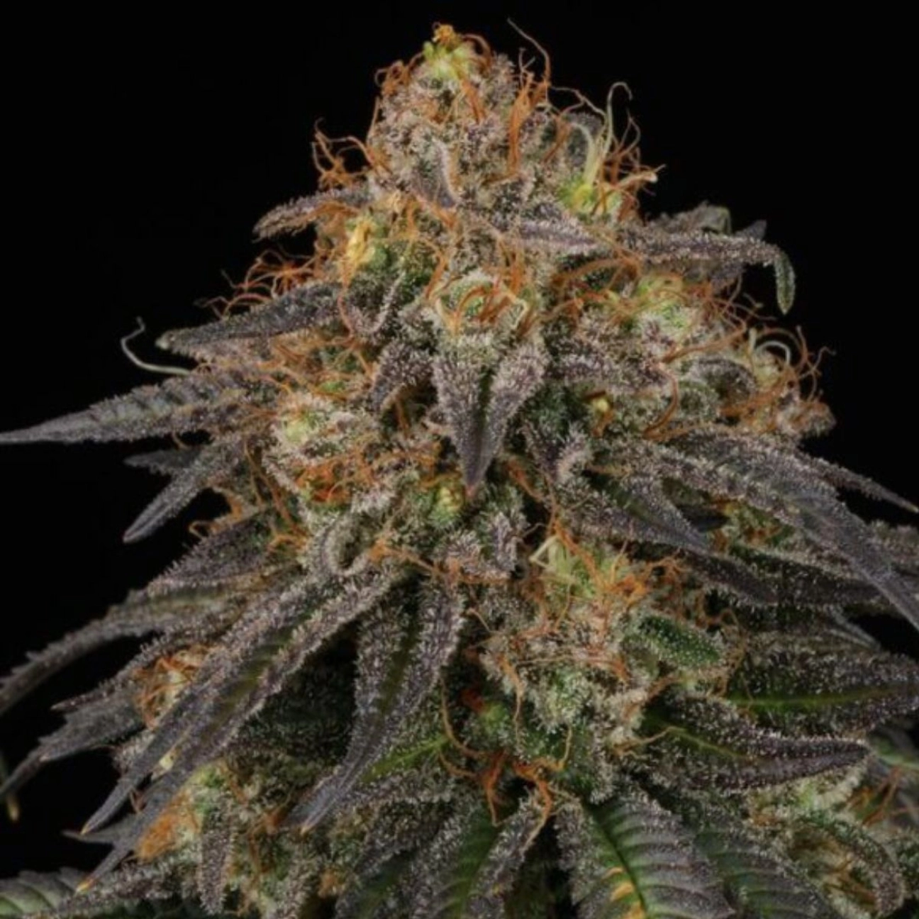Chocolate Oreoz – Advanced Genetics Seeds – Feminizowane