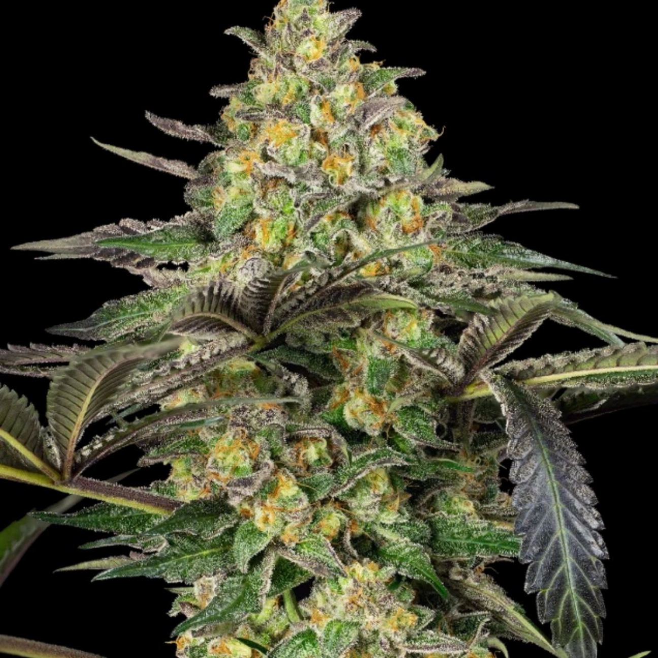 Grapevine Candy – Sensi Seeds – Feminizowane