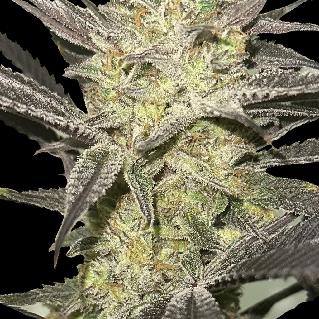 Rainbow Sherbet #11 Feminised – Advanced Seeds – Feminizowane