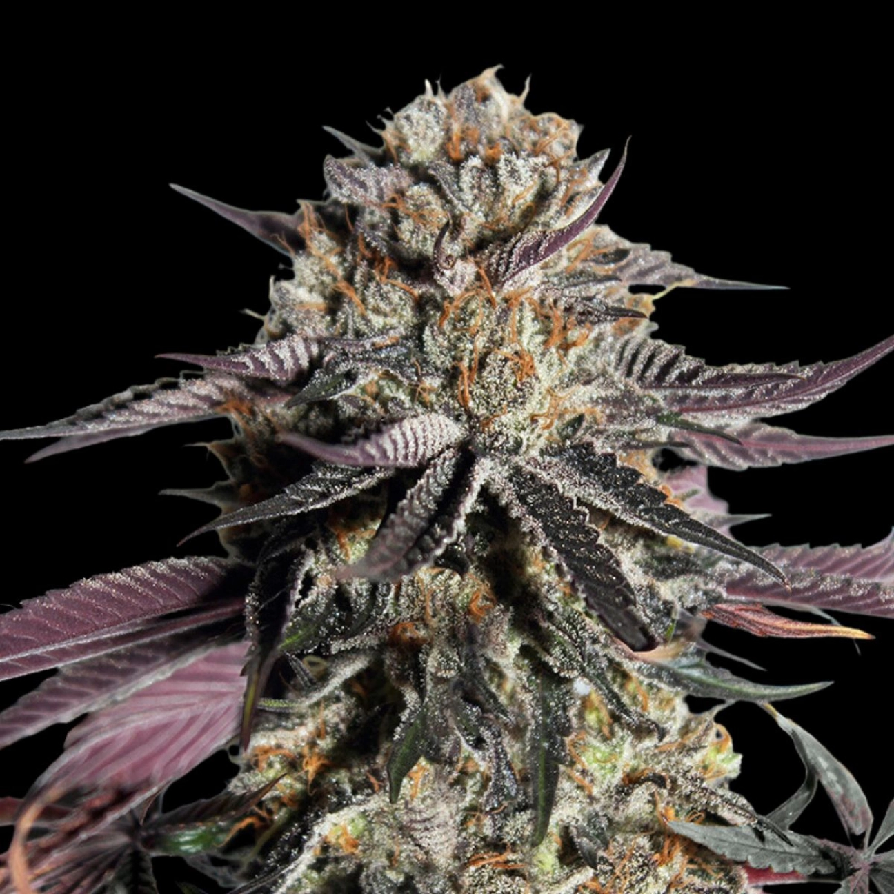Zerealz Milk Feminized – Advanced Seeds – Feminizowane
