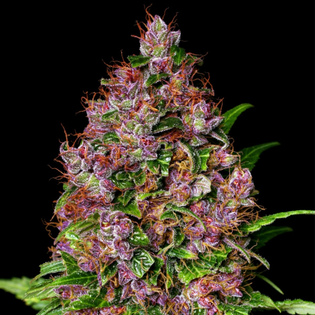 Cherry Mac Muffin – Advanced Genetics Seeds – Feminizowane