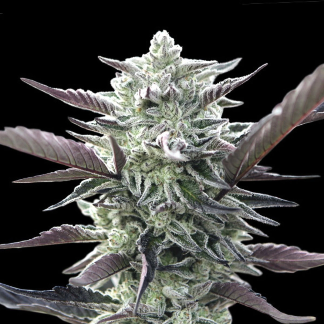 Oreoz – 00 Seeds – Feminizowane